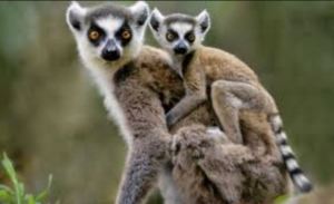 Lemurs