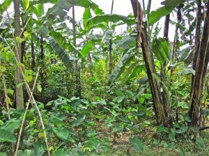 Liberian garden with bananas, taro, cassava and beans